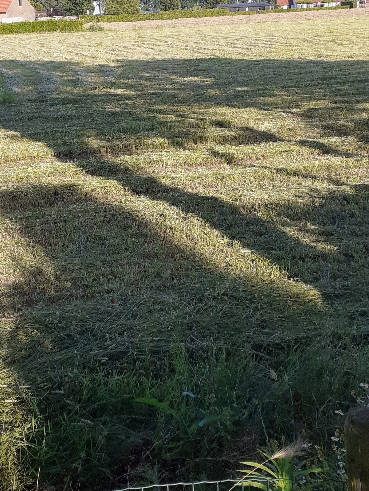 Te koop Country gras speciaal voor paarden.
