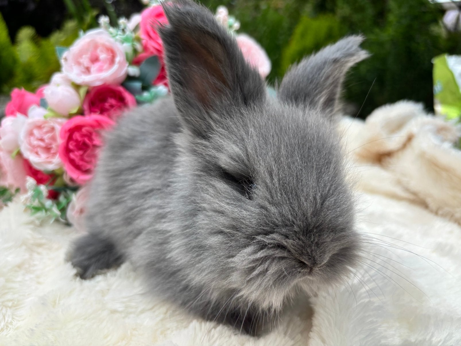 Engelse Angora konijntje, raszuiver, Mannelijk, Dwerg