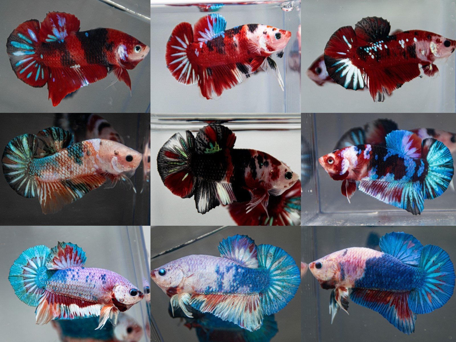 HMPK Betta mannen koi/marble, Dieren en Toebehoren, Vissen | Aquariumvissen, Vis, Zoetwatervis