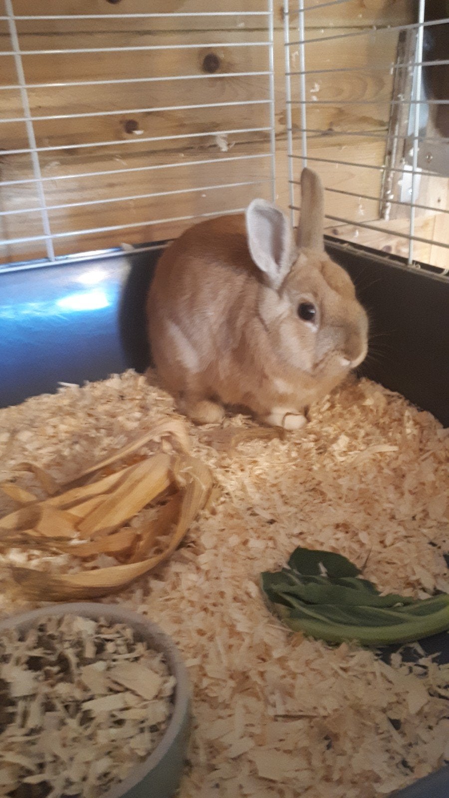 te koop 3 jonge dwerg rammen 5 maand oud €3 per stuk, Dieren en Toebehoren
