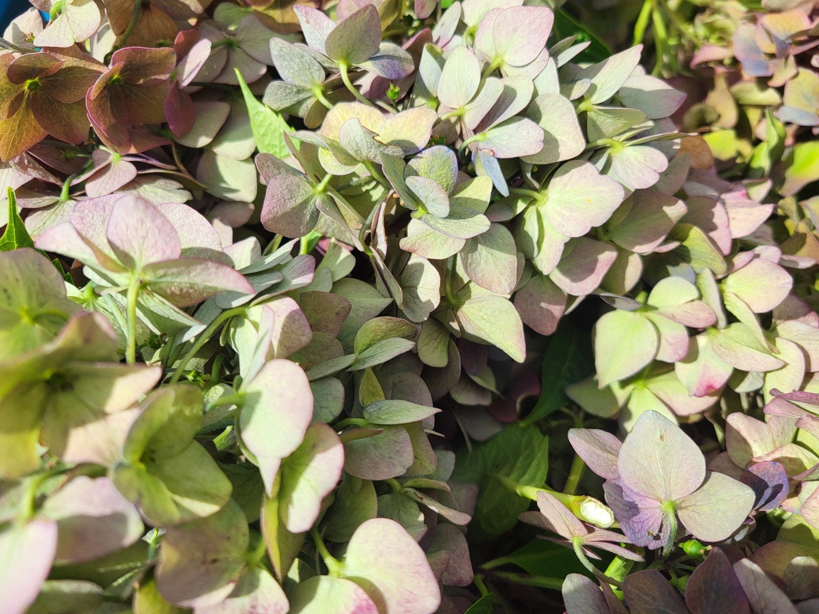 Hortensia bloemen, Ophalen, Overige soorten, Halfschaduw