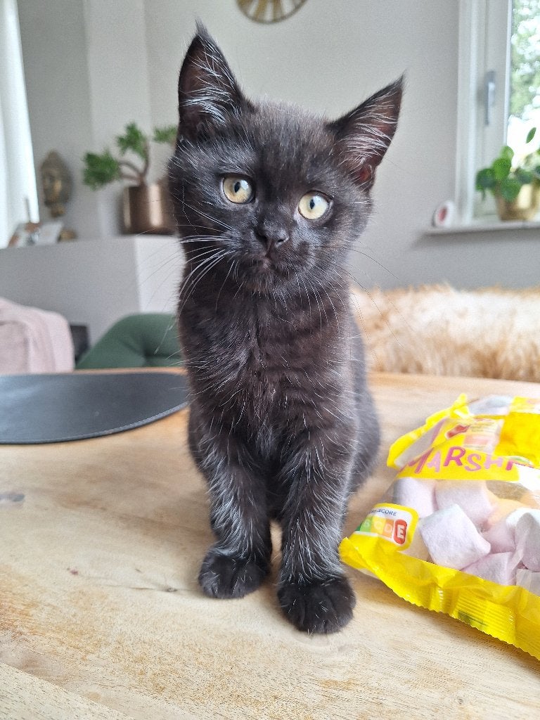 Brits Korthaar kitten op zoek naar een gouden mandje, Meerdere dieren, Gechipt, 0 tot 2 jaar