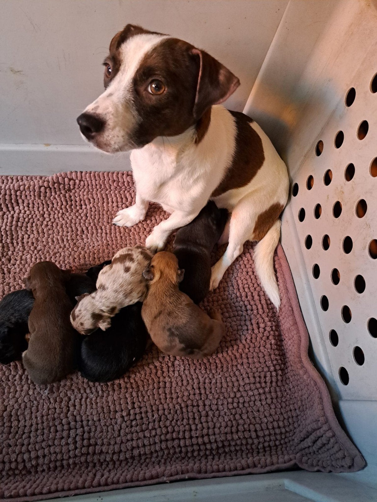 prachtig mooie kortharige jack russel pups laagbenig, Parvo, Jack Russell Terriër, 8 tot 15 weken, Meerdere