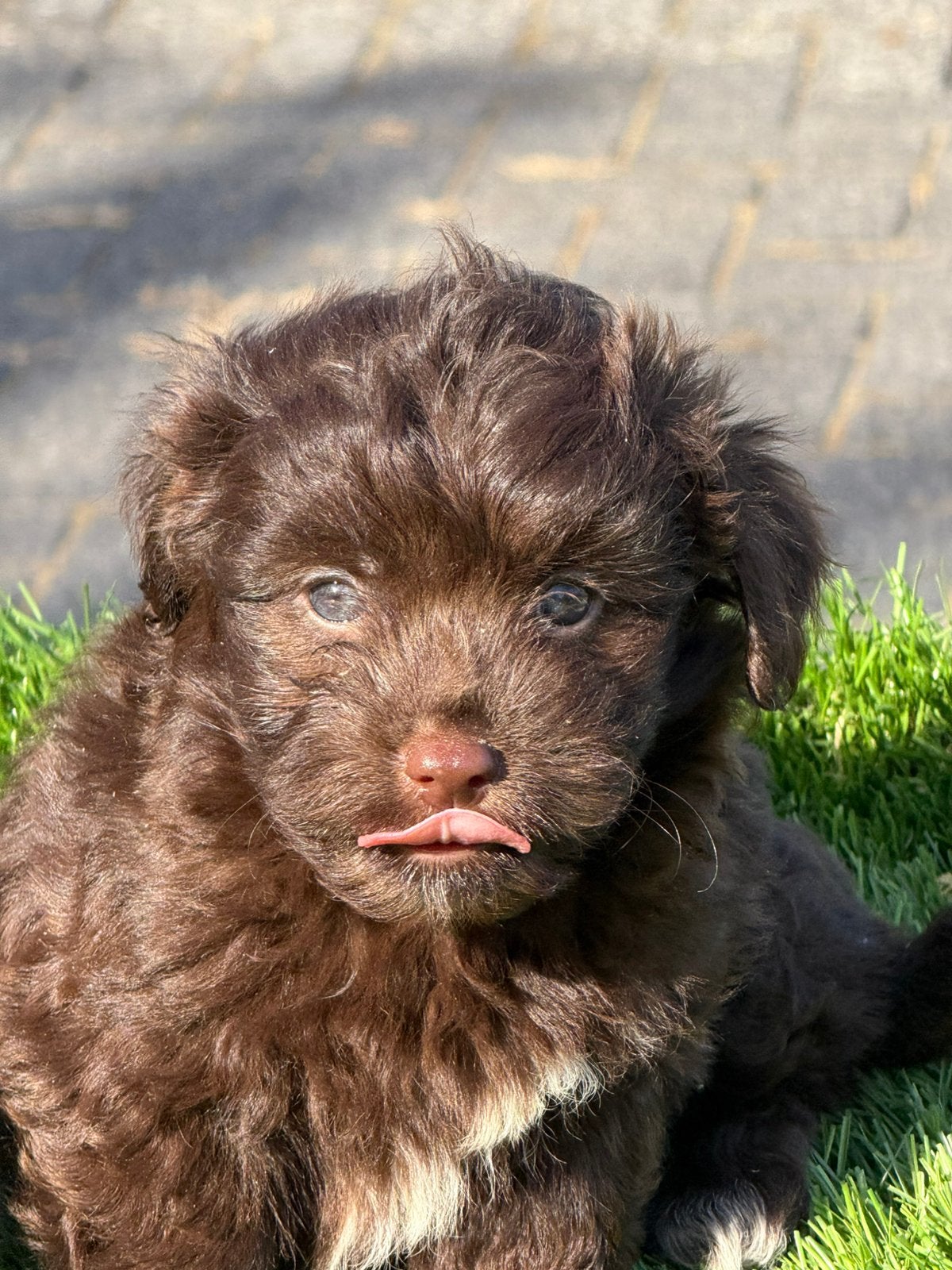 Maltipoo shihpoo poedel maltezer shih tzu pups, Nederland, Parvo, Overige rassen, 8 tot 15 weken