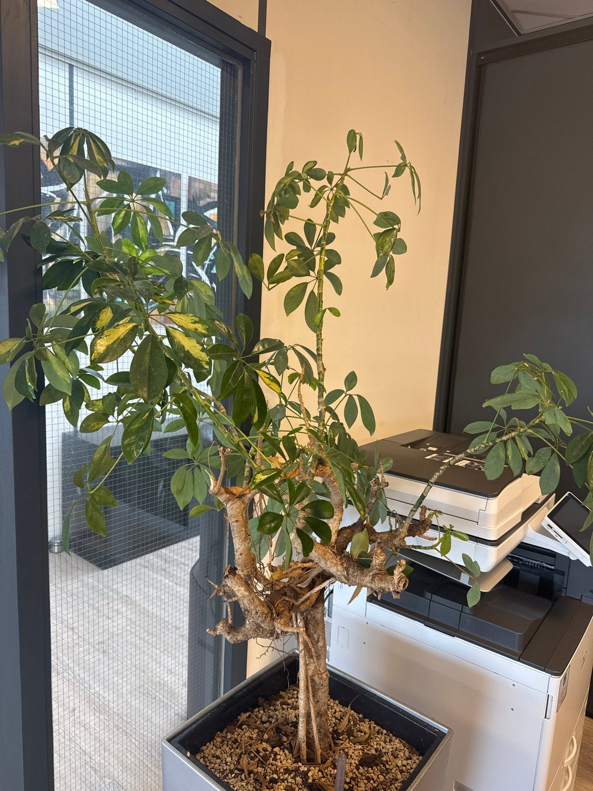 Grote Schefflera / Vingerboom – gratis af te halen, Huis en Inrichting, Ophalen, Overige soorten, Halfschaduw, In pot