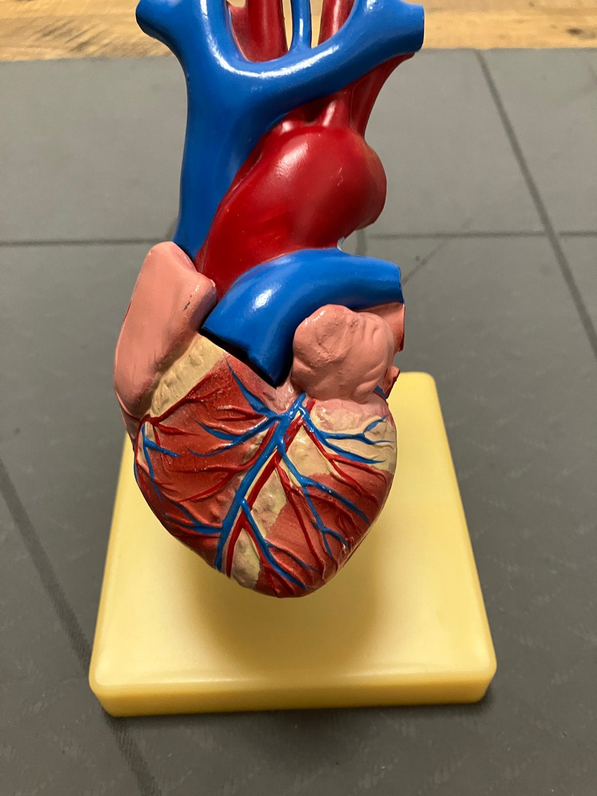 Realistisch anatomisch model hart, Ophalen of Verzenden, Gebruikt