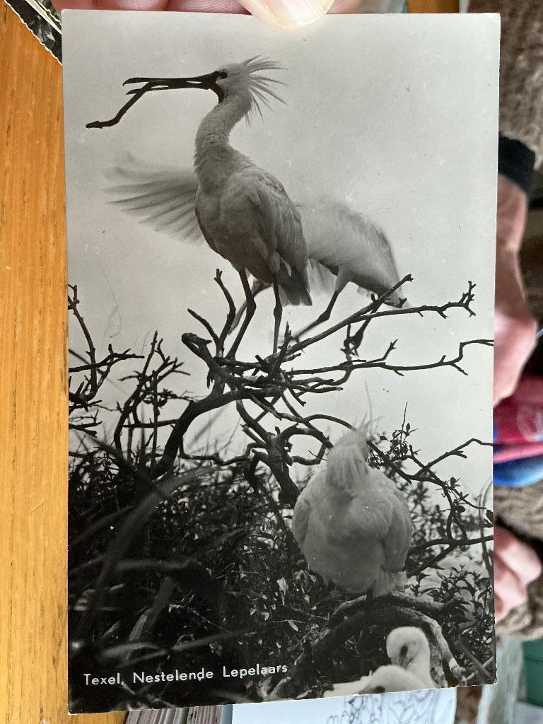 Lepelaars op Texel, Verzenden, 1940 tot 1960, Gelopen, Waddeneilanden