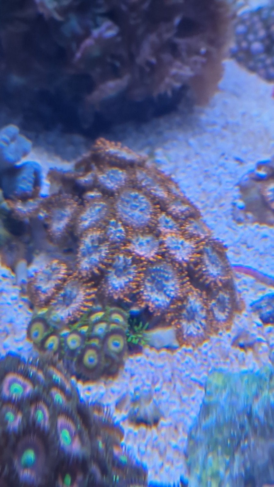 Utterchoas Zoanthus, Dieren en Toebehoren, Vis