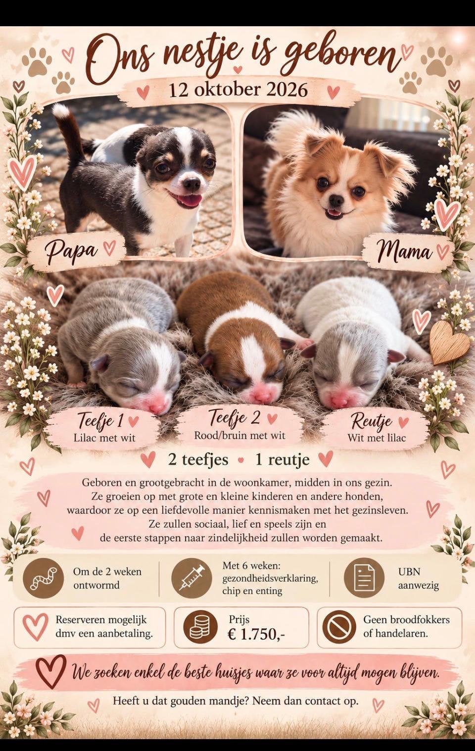 Super mooie kleine chihuahua pups, CDV (hondenziekte), 8 tot 15 weken, Meerdere, Meerdere dieren