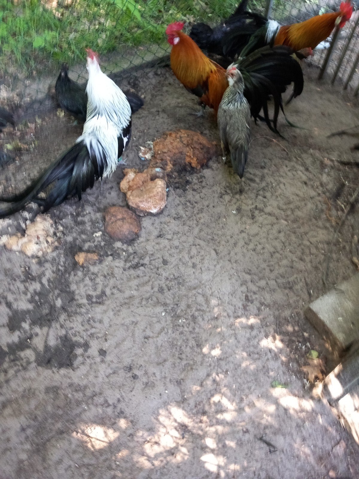 Phoenix in kleuren zwart en patrijs en zilverpatrjjs., Meerdere dieren, Kip