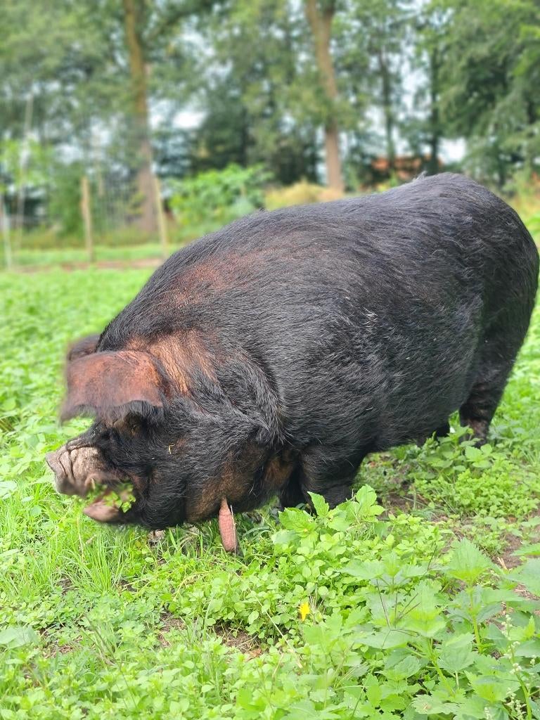 GRATIS Kune kune dekbeer, Dieren en Toebehoren, Mannelijk, Varken