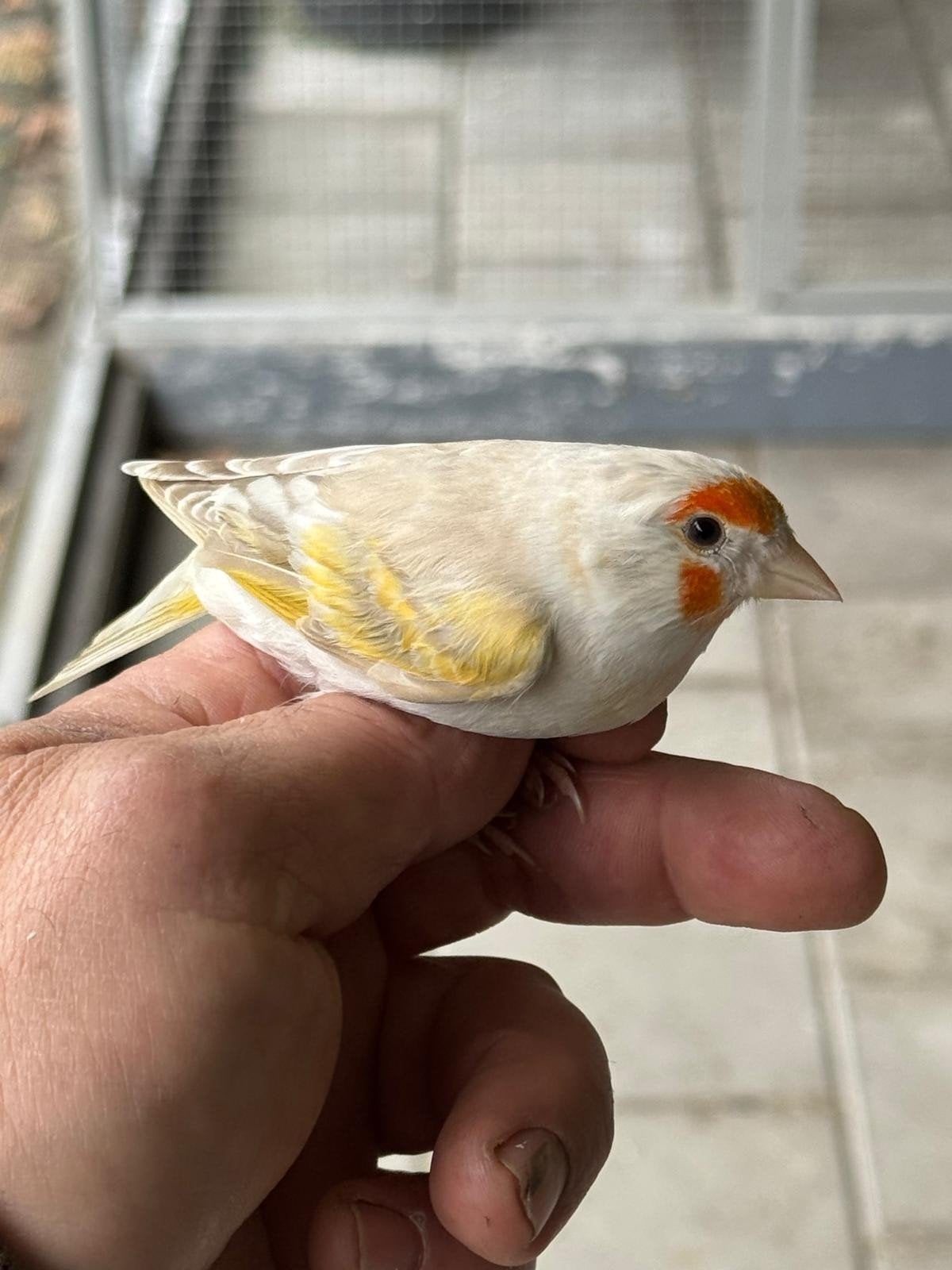 bastaard putter x kanarie, Meerdere dieren, Wildzangvogel, Geringd