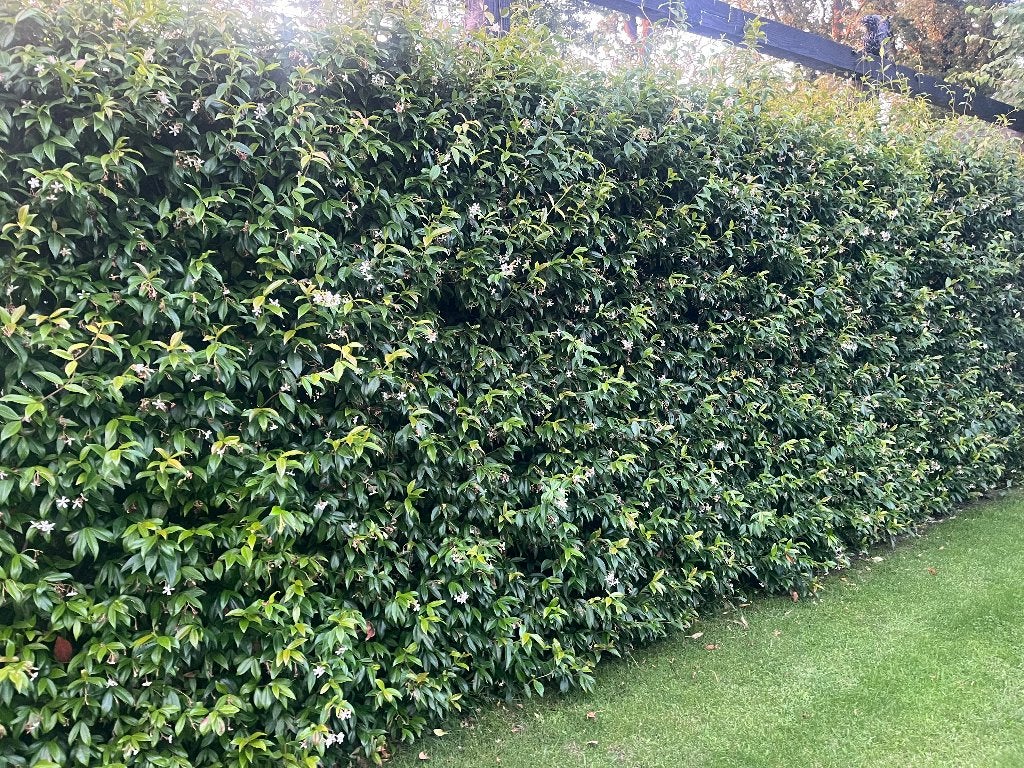 Foto 13 van Toscaanse Jasmijn (Trachelospermum Jasminoides)
