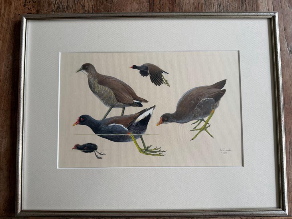 Vintage aquarel 'Waterhoentjes' door C.J.F. Coombes (1977), Antiek en Kunst, Kunst | Etsen en Gravures, Ophalen