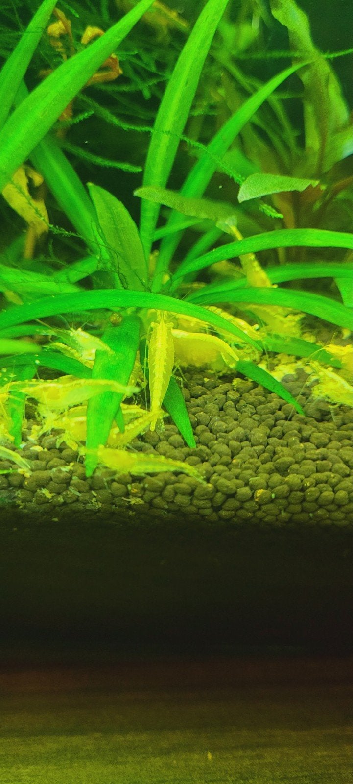 ACTIE Zeldzaam, Gouden Ogen-Yellow Fire Backstripe, HIGH GRA, Dieren en Toebehoren, Kreeft, Krab of Garnaal
