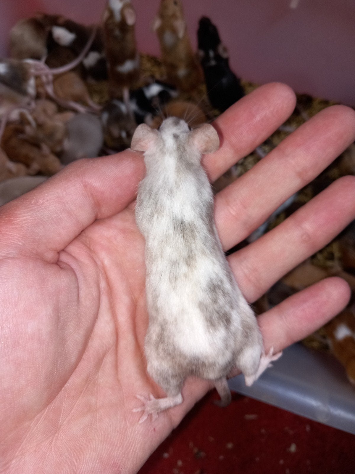 Tamme show/kleur muizen Mus musculus MANNEN, Dieren en Toebehoren, Knaagdieren, Maart, Muis, Mannelijk, Tam