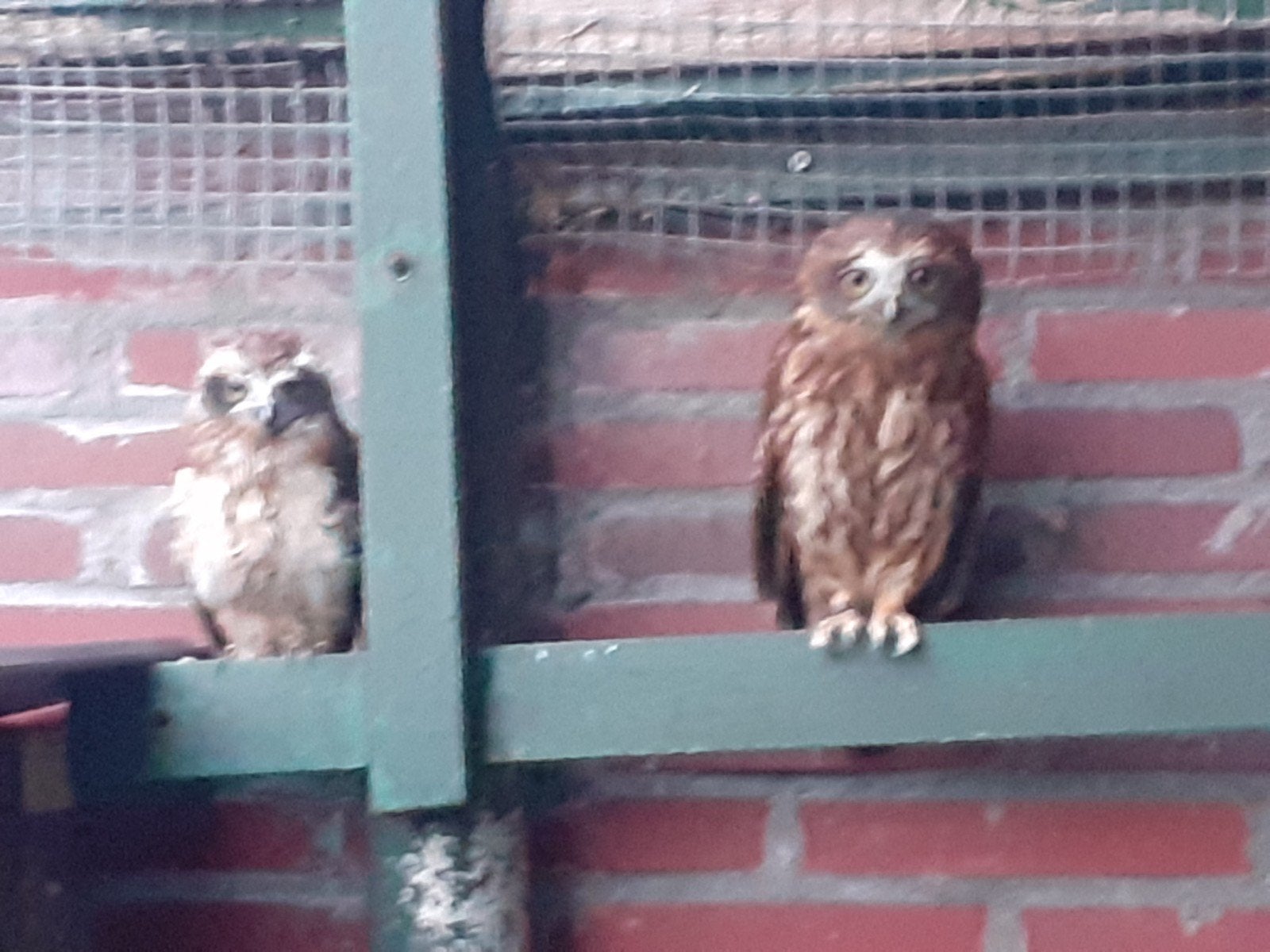 uilen te koop, Dieren en Toebehoren, Meerdere dieren, Overige soorten