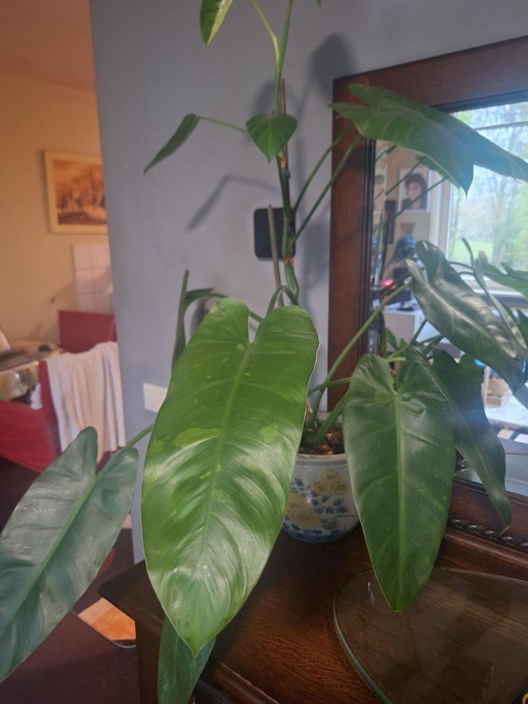 philodendron, Huis en Inrichting, Kamerplanten, Ophalen, Halfschaduw, Minder dan 100 cm