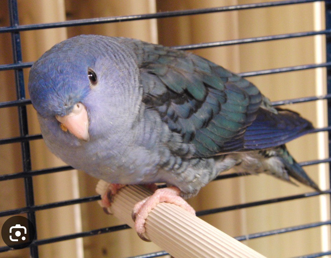Gezocht: Handtamme blauwe catharina parkiet