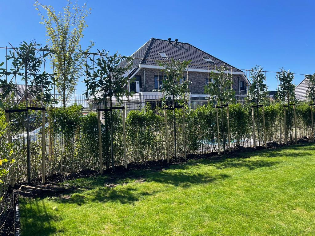Lei laurier prunus laurier leiboom leibomen lei portugese, Bloeit niet, Leiboom, Halfschaduw, Ophalen of Verzenden