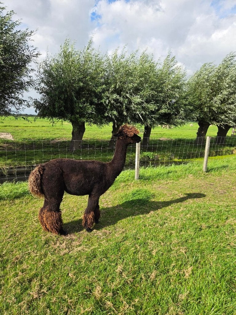 Drachtige alpaca merrie, Dieren en Toebehoren, Overige Dieren, Juni, Vrouwelijk