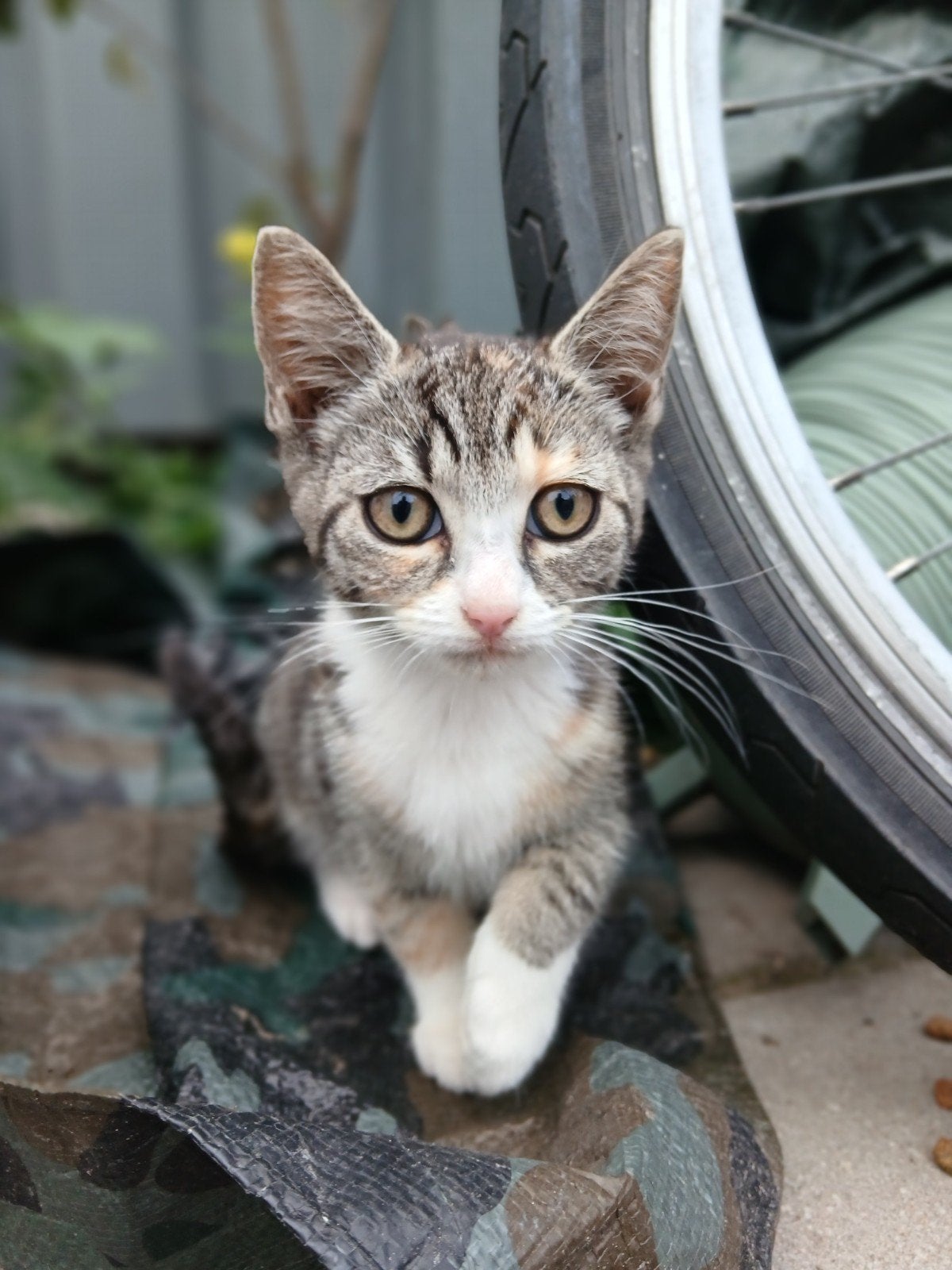 lieve kittens, Meerdere dieren, Kortharig