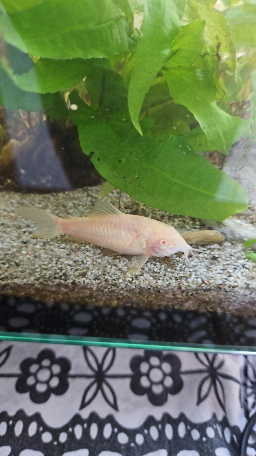 albino coridoras, Dieren en Toebehoren, Vissen | Aquariumvissen, Vis