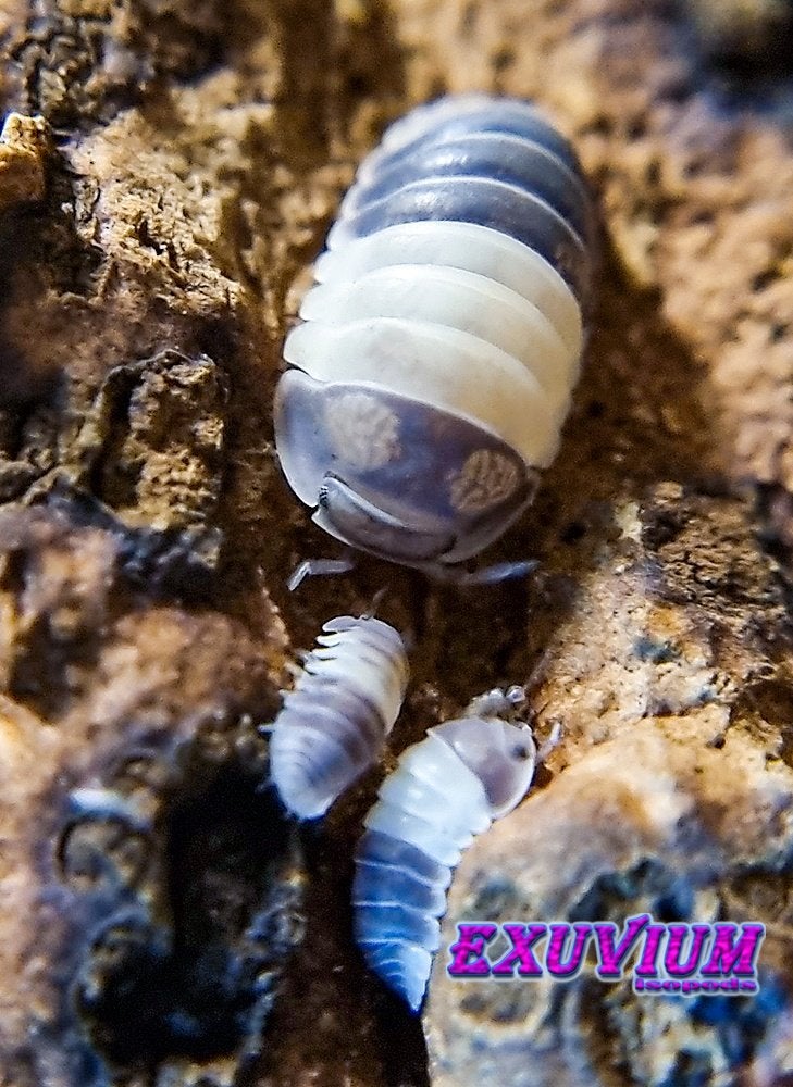 Cubaris sp. Panda King isopods / pissebedden, Overige soorten
