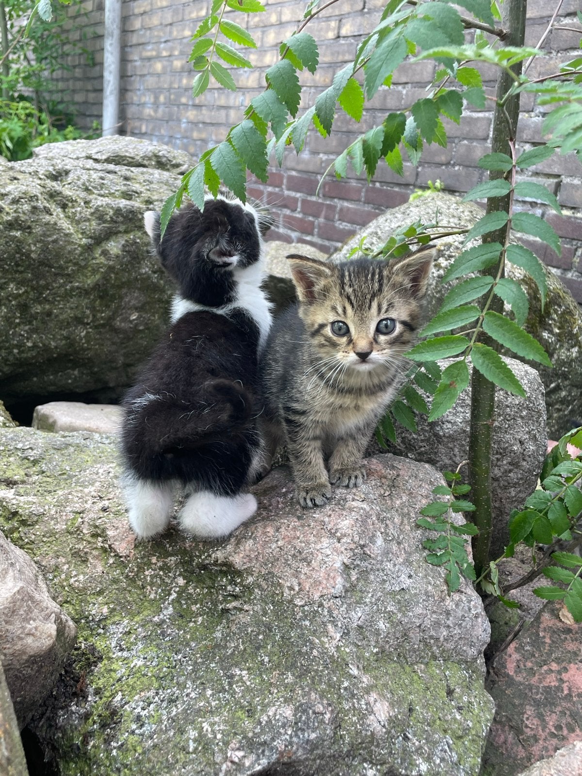 Kittens, Dieren en Toebehoren, Meerdere dieren