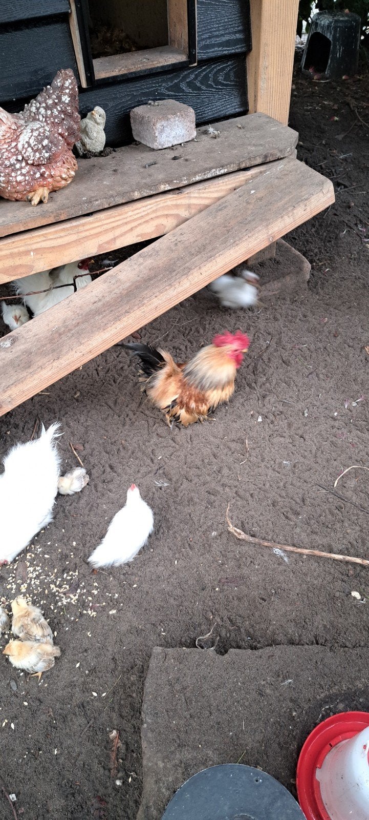 serama haantjes zijderverig, Dieren en Toebehoren, Pluimvee, Mannelijk, Kip