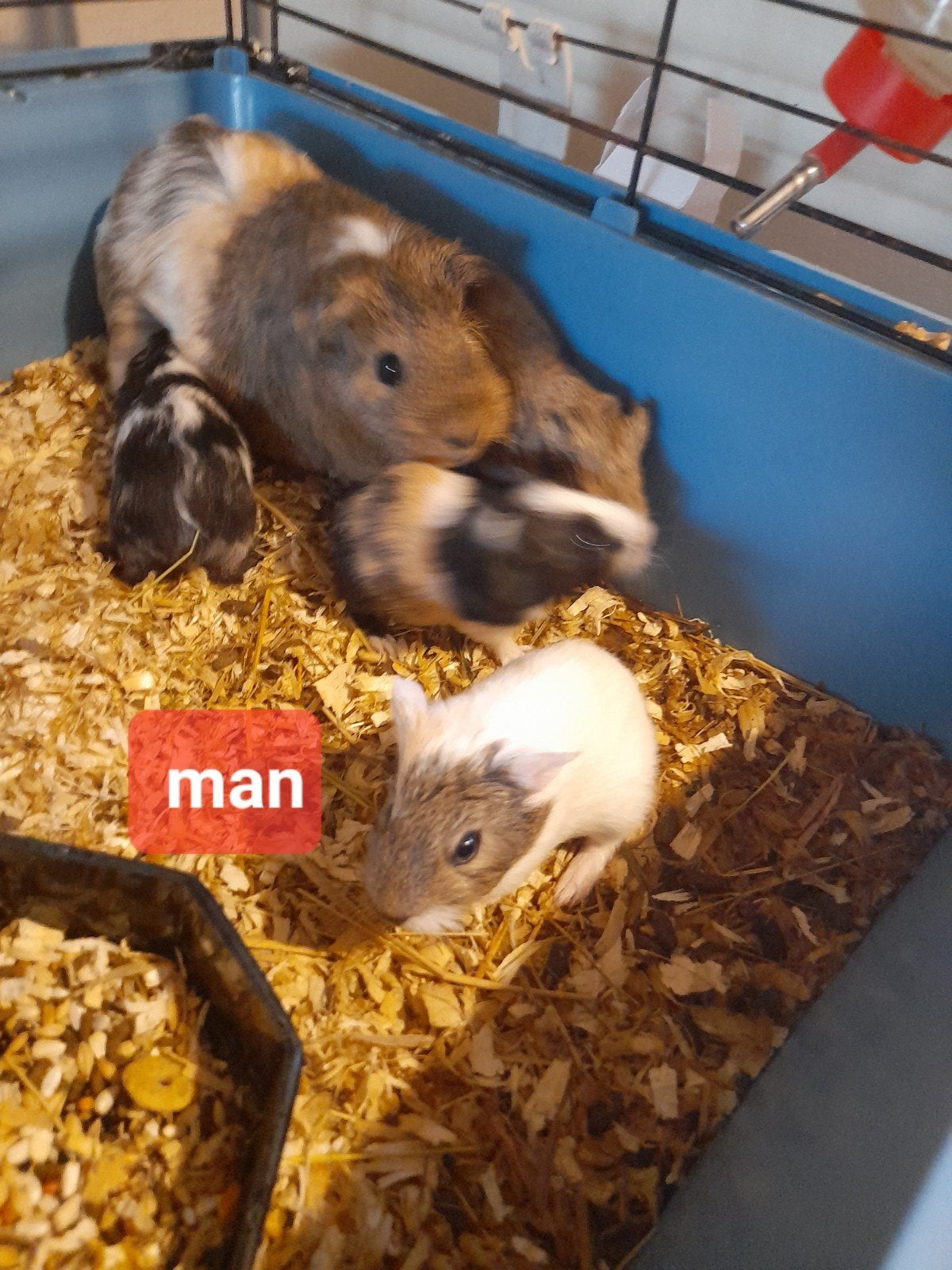 4 cavia's aangeboden, Juni, Meerdere dieren, Cavia