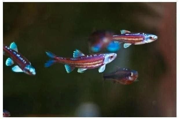vijvervis Goud en Blauwe winde, shubinkin, goudvissen, zeelt, Karper of Koi