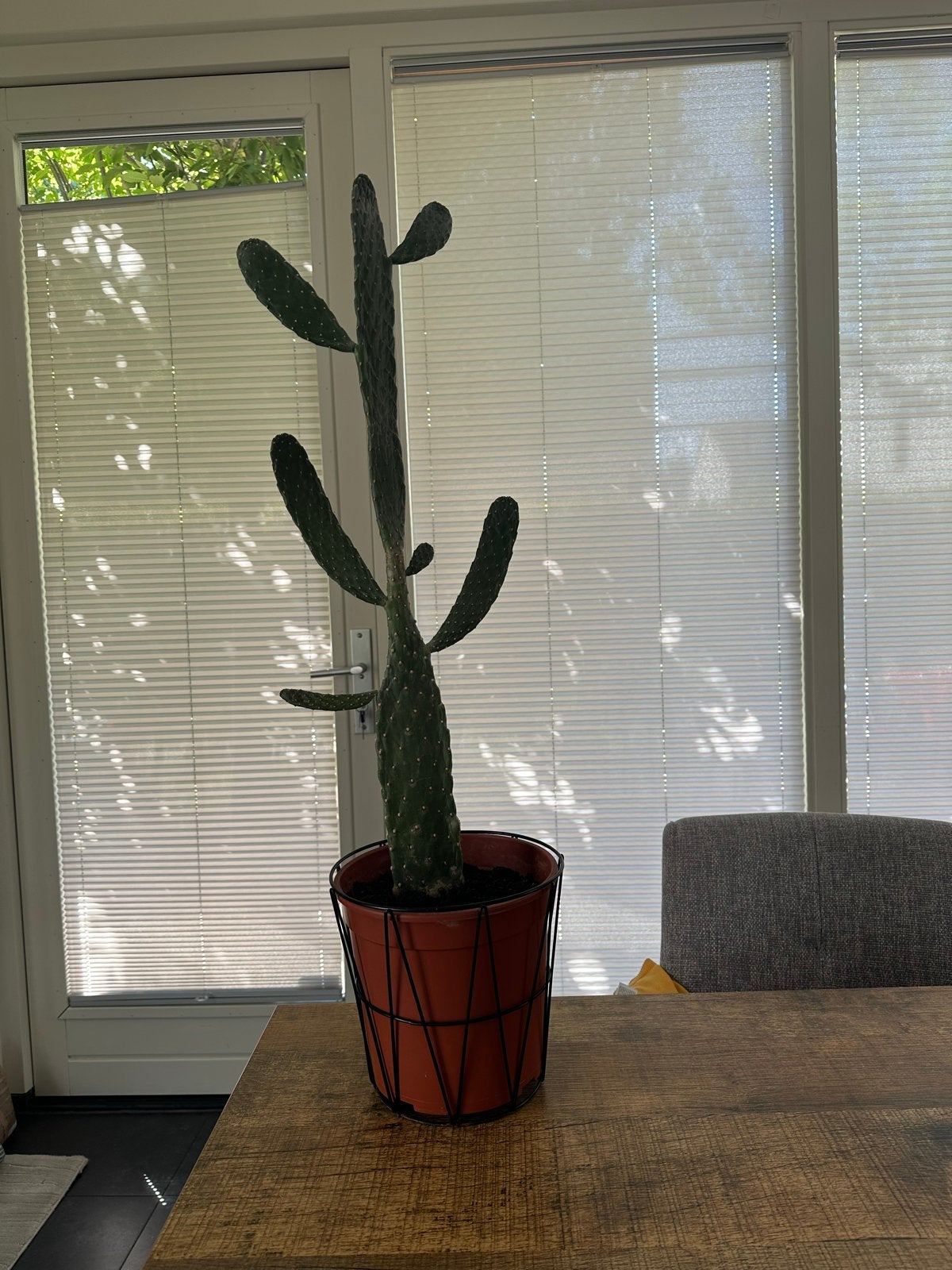 Grote Cactus in Pot - Opuntia, Ophalen, 100 tot 150 cm, In pot, Cactus