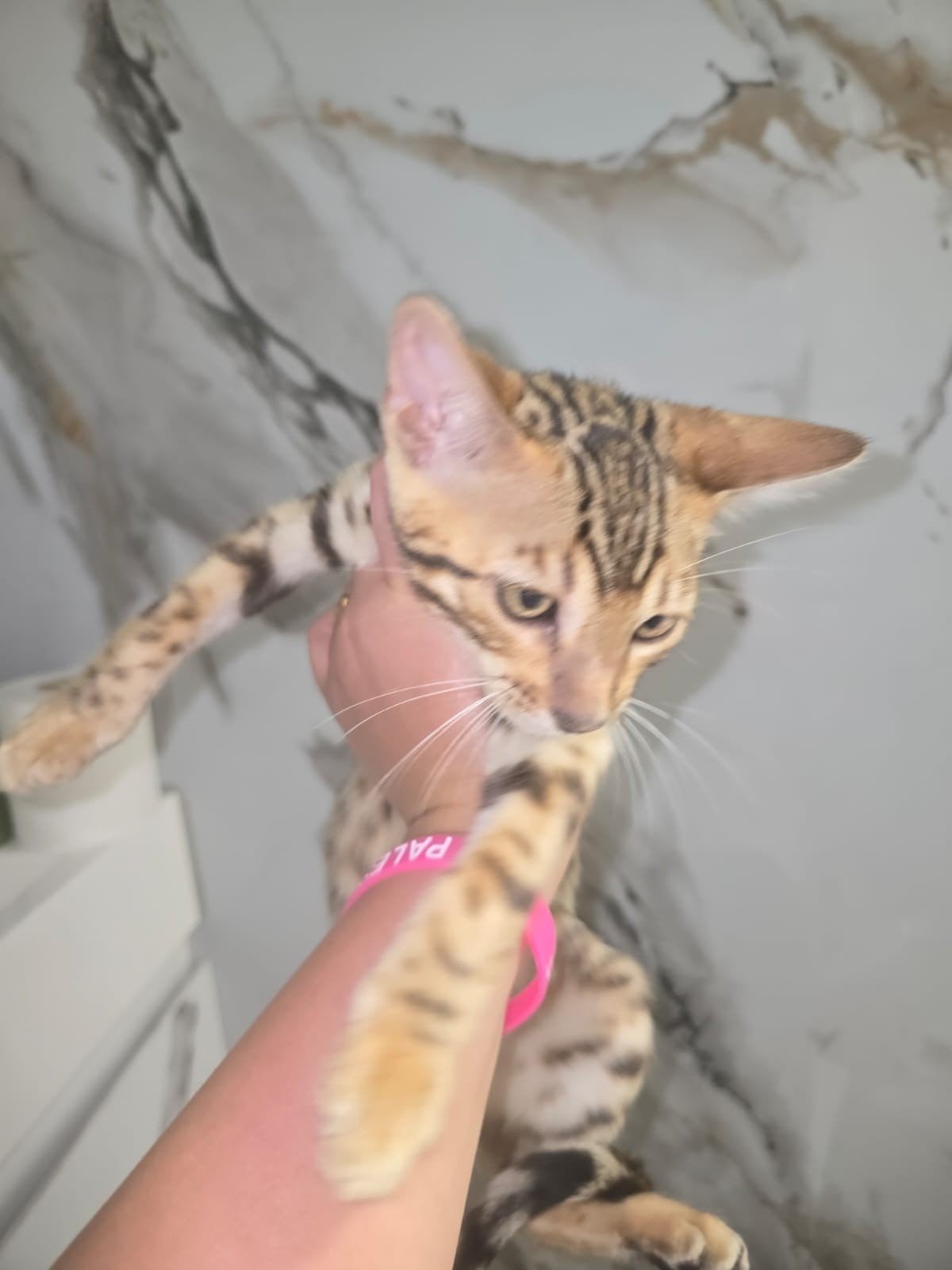 3 prachtige Bengaalse mannelijke kittens, Dieren en Toebehoren, Kater