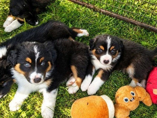 Australian shepherd kruising bordercollie pups te koop, Dieren en Toebehoren, Honden | Herdershonden en Veedrijvers, Meerdere dieren