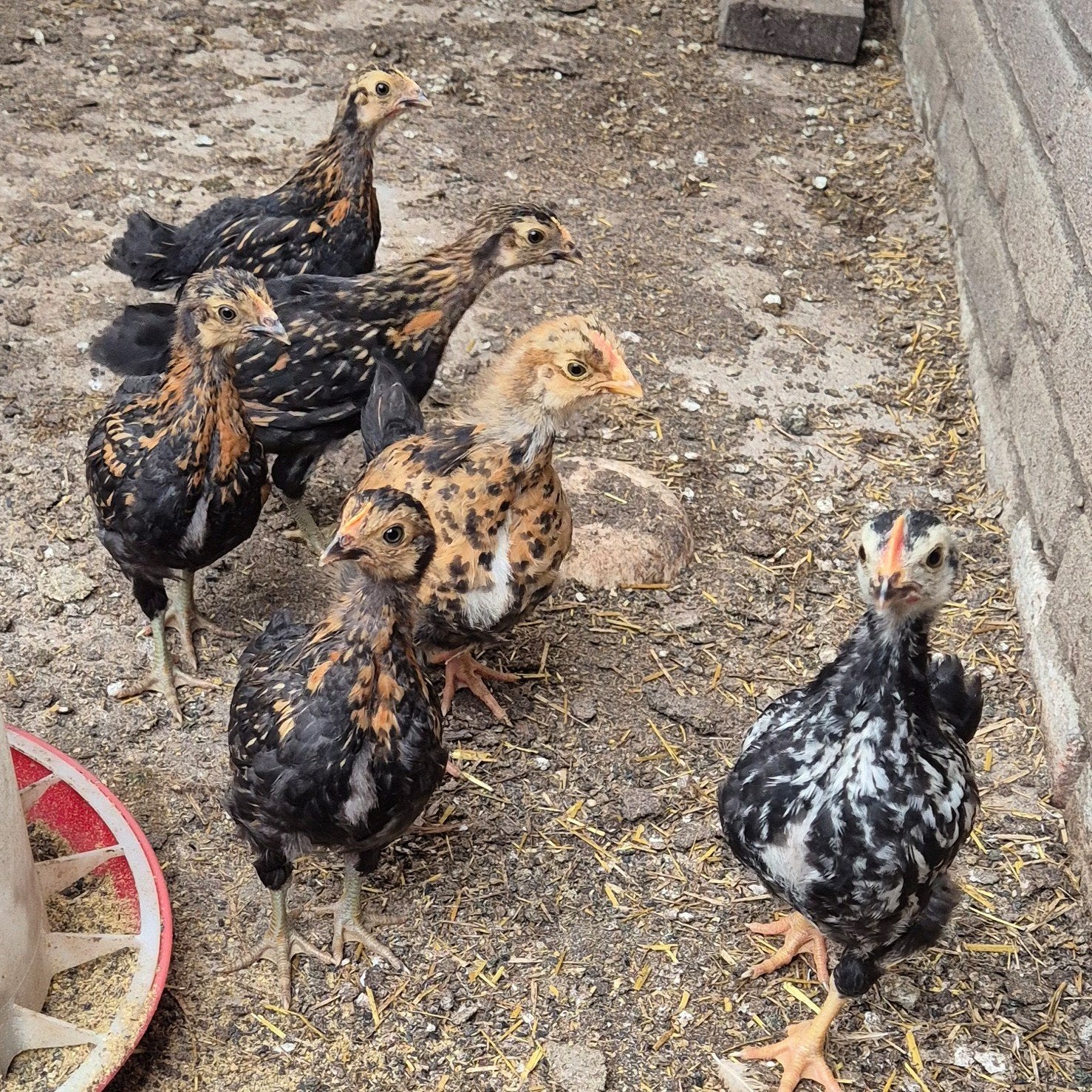 Kuikens, Dieren en Toebehoren, Geslacht onbekend, Kip