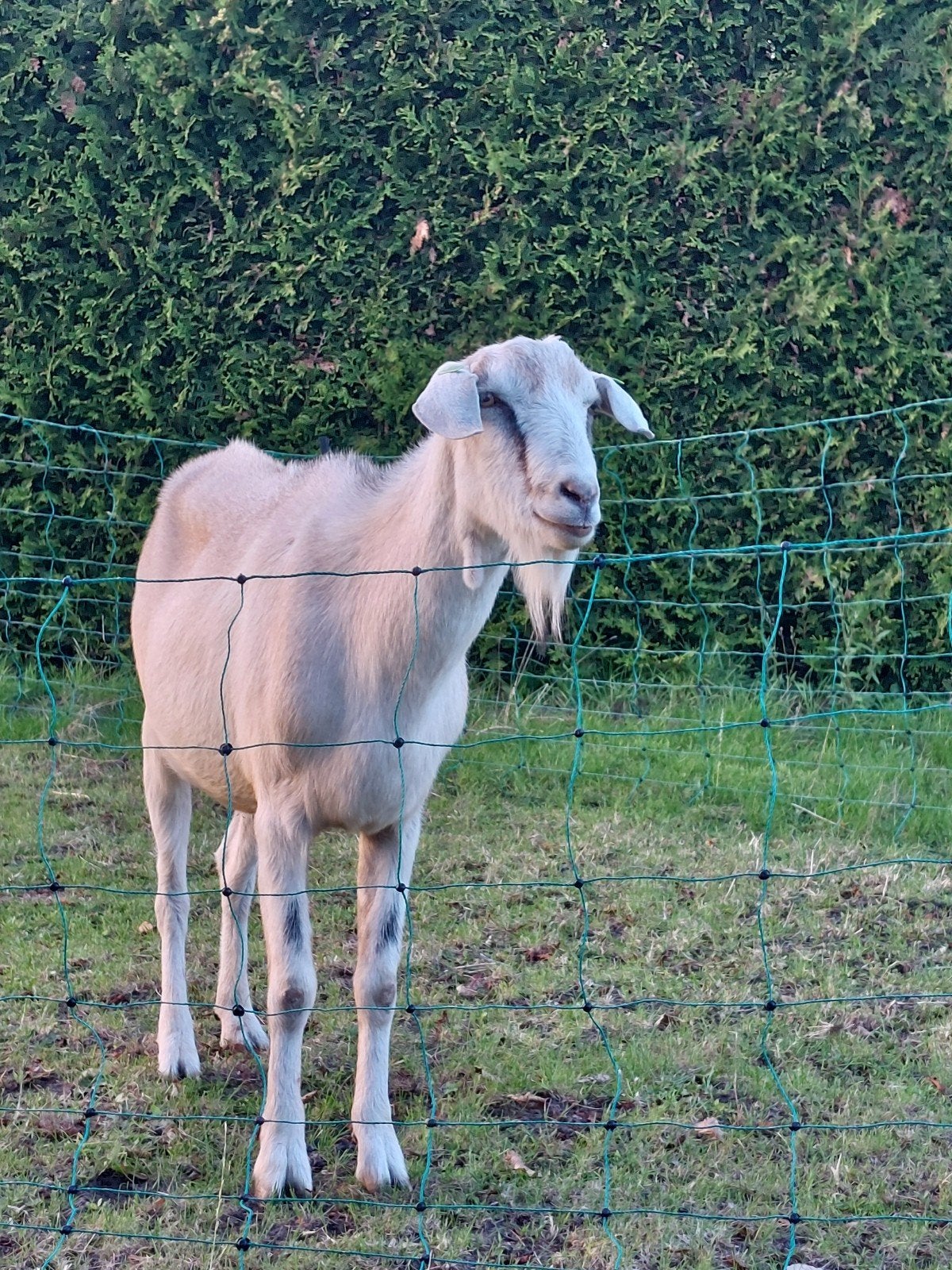 2 grote gecastreerde bokken, kruising Nubische, Dieren en Toebehoren, Mannelijk
