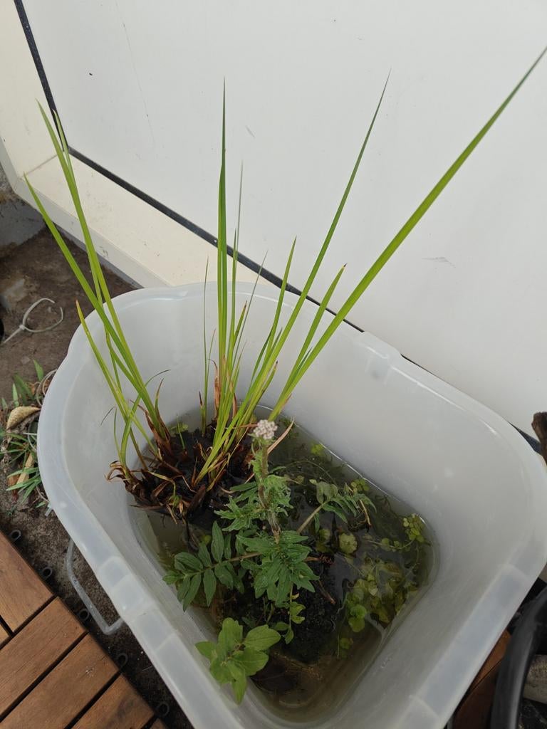 Vijverplanten, Tuin en Terras, Vijvers, Ophalen, Gebruikt