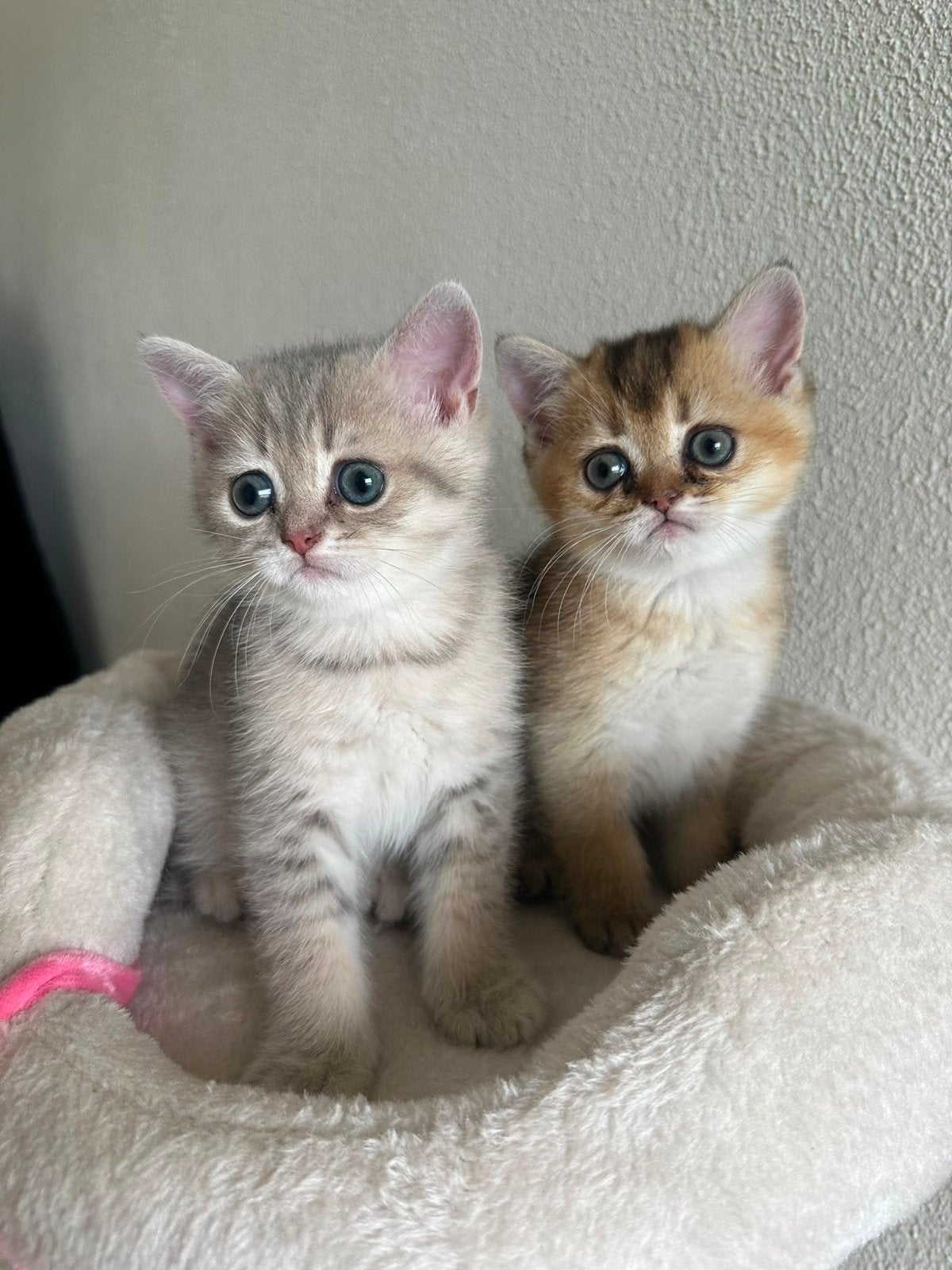 Kittens Britse korthaar kitten, Meerdere dieren, Kortharig, 0 tot 2 jaar