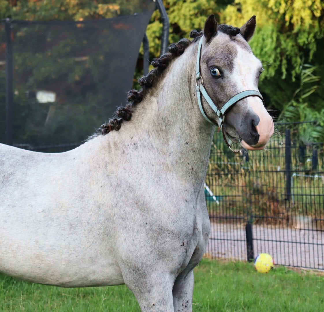 Stoere 2,5 jarige B pony hengst, Niet van toepassing, 0 tot 2 jaar, Hengst, Gechipt