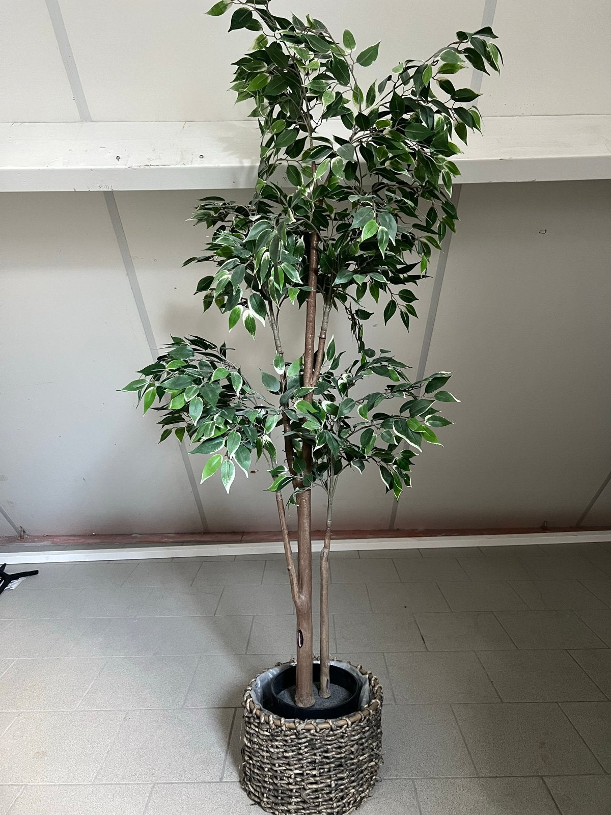 IKEA Fejka ficus (inclusief mand), Ophalen, Zo goed als nieuw