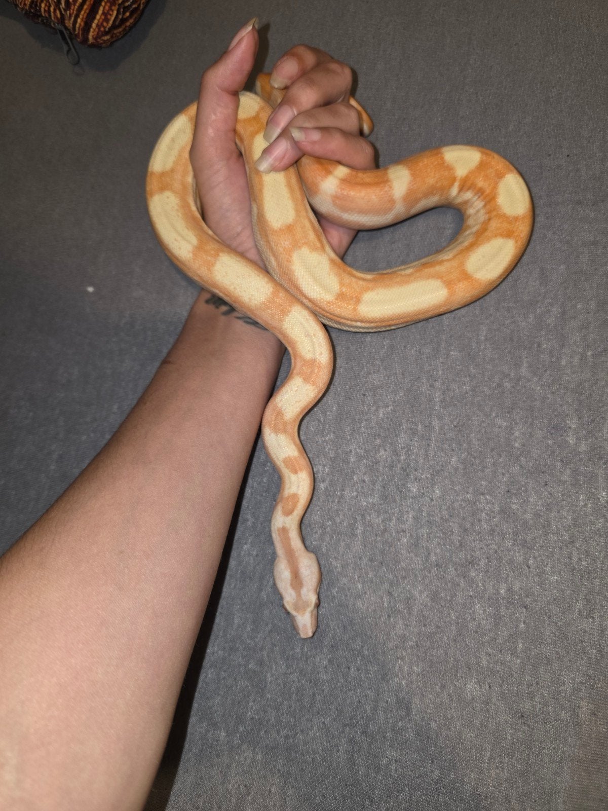 bci sunglow motley, boa
Lucifer: bci sunglow motley (kahl) Boa Constrictor photo 5