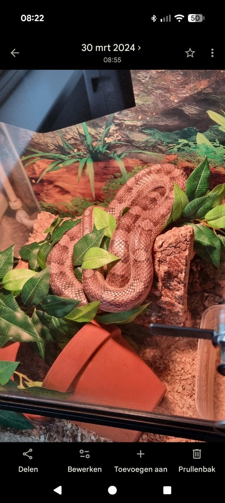 Rattenslang inclusief terrarium., Ophalen, Paarden of Pony's