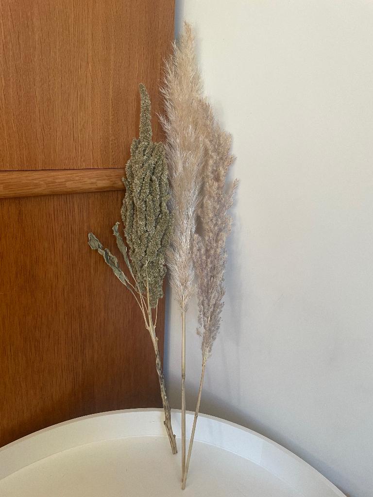 Droogbloemen pampas gras pluimen - pampasgras, Ophalen of Verzenden