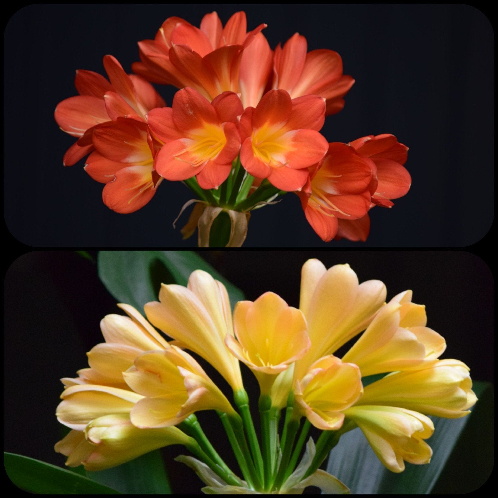 Clivia kruising miniata Orange Red x Yellow Peach plant., Bloeiende kamerplant, Ophalen of Verzenden, Volledige schaduw, Minder dan 100 cm