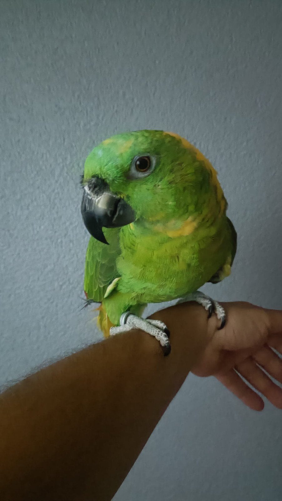 gewlnek Amazone papegaai pop, Dieren en Toebehoren, Vogels | Parkieten en Papegaaien, Vrouwelijk, Papegaai, Geringd