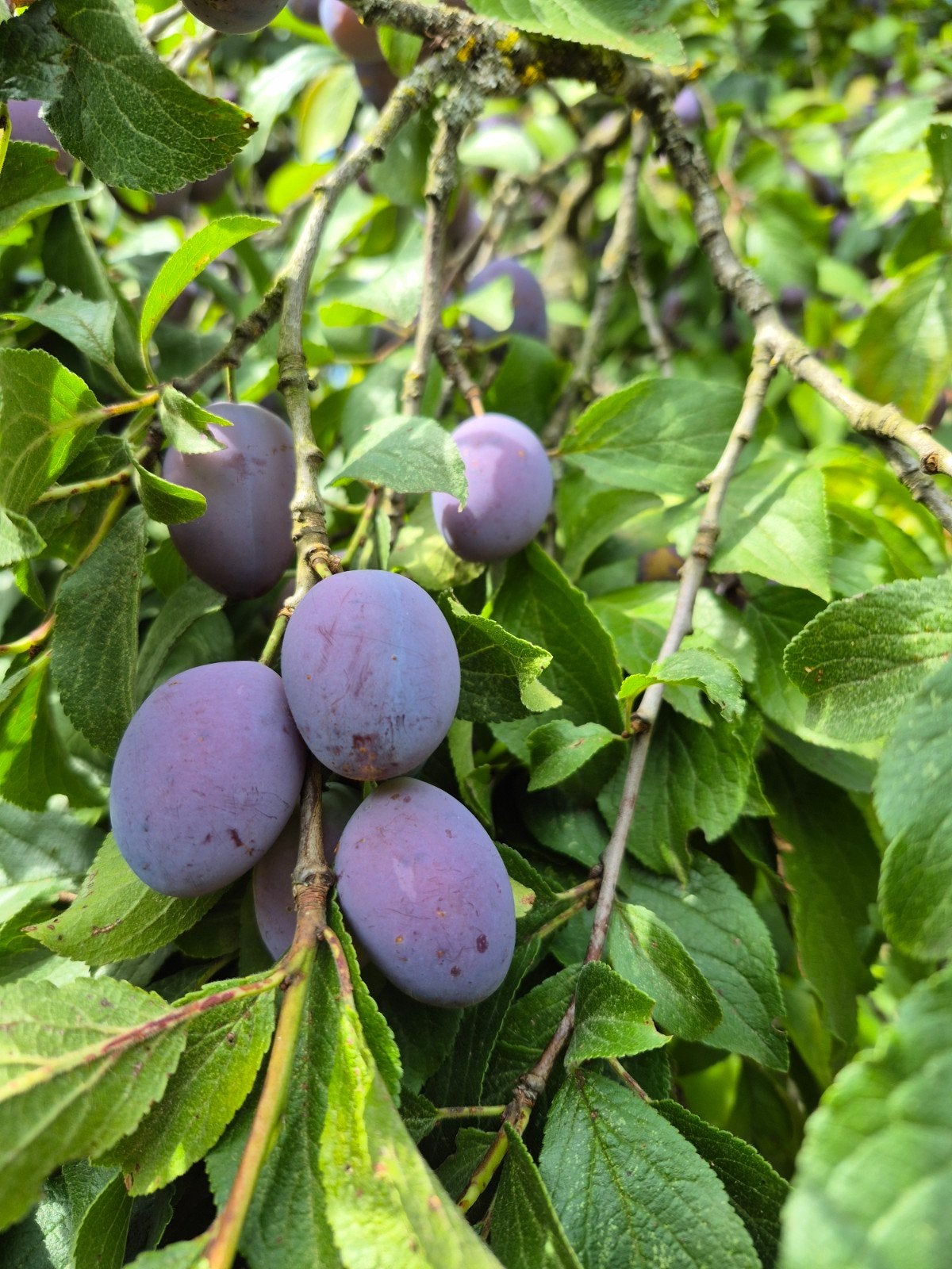 Bakpruimen, Tuin en Terras, Planten | Fruitbomen, Ophalen, Minder dan 100 cm, Overige soorten, Zomer