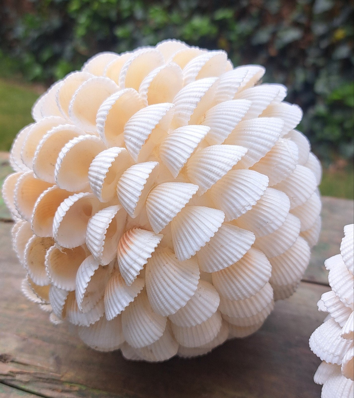 Schelp bol 13 cm badkamer 2 stuks off white nieuwstaat, Ophalen of Verzenden, Zo goed als nieuw, Wit