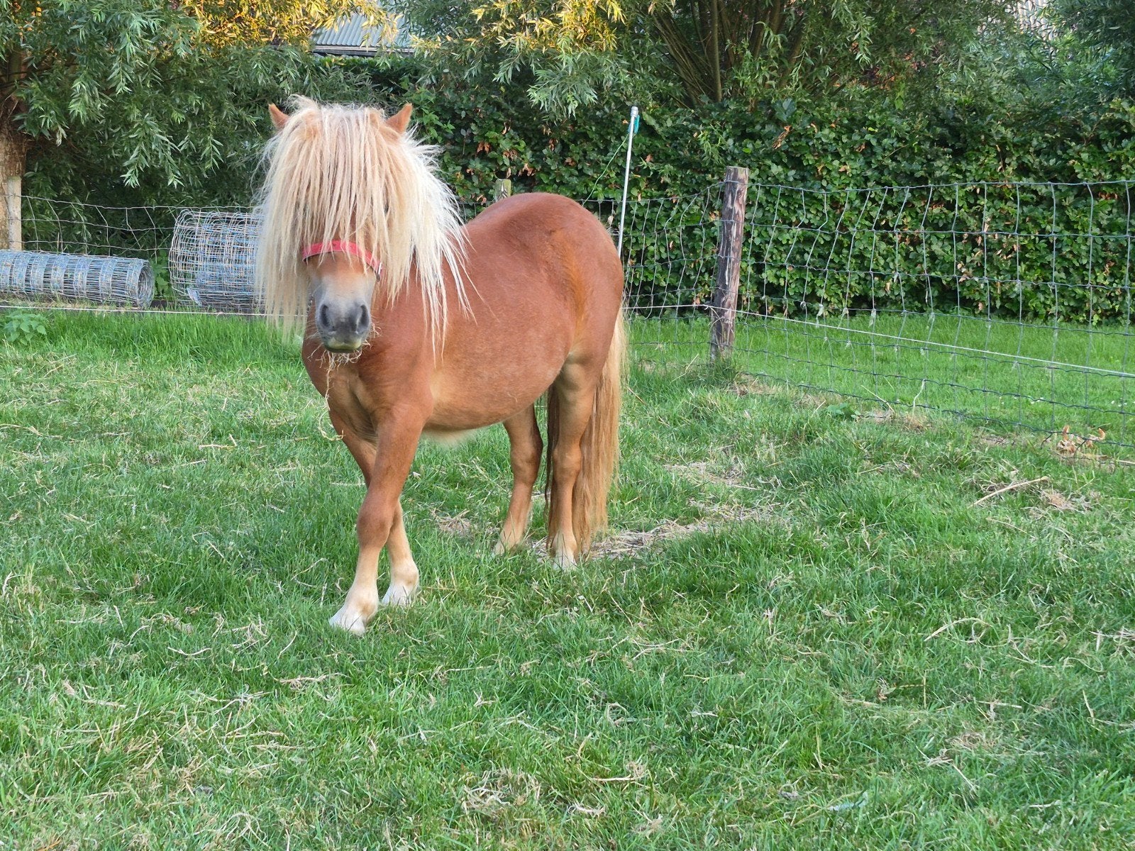Shetlander merrie jaarling stamboek, Dieren en Toebehoren, Pony's, Merrie, Niet van toepassing, 0 tot 2 jaar, A pony (tot 1.17m)