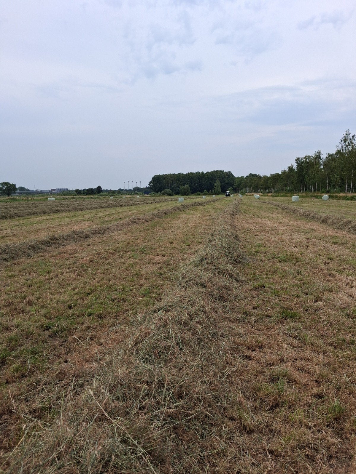 midibalen hooi te koop, Dieren en Toebehoren, Ophalen, Vee